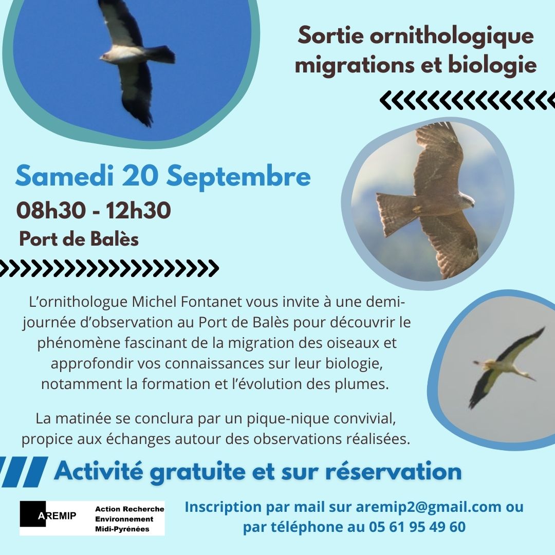 Sortie ornithologique migrations et biologie